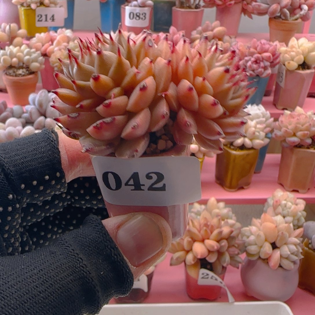 长睫毛杂042 ，带盆土发货，满38包邮非偏远。