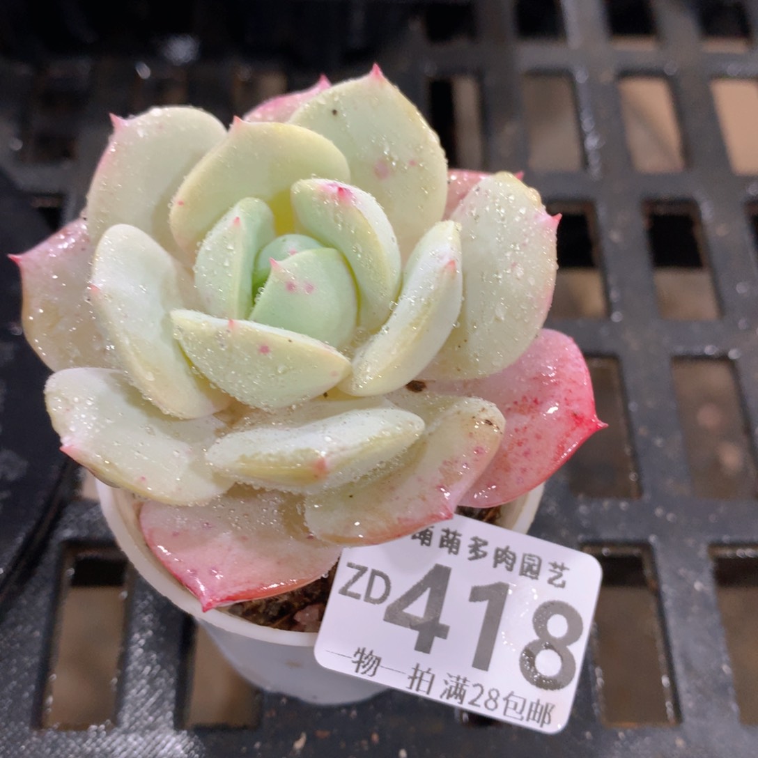 肉萌萌拇指盆精控多肉ZD418