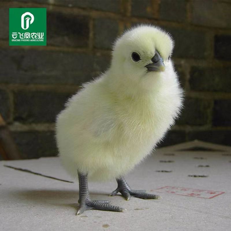 可爱宠物小鸡鸡崽