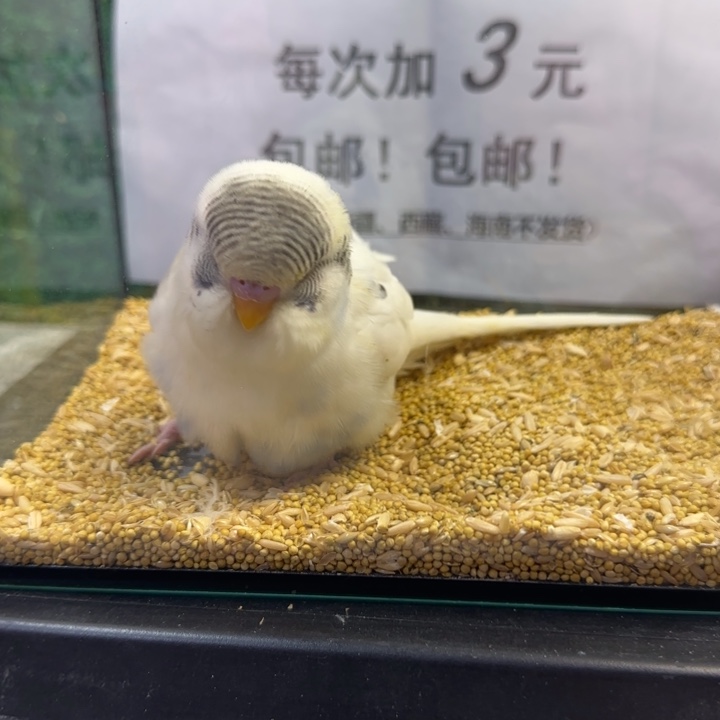 虎皮鹦鹉大头虎皮鹦鹉