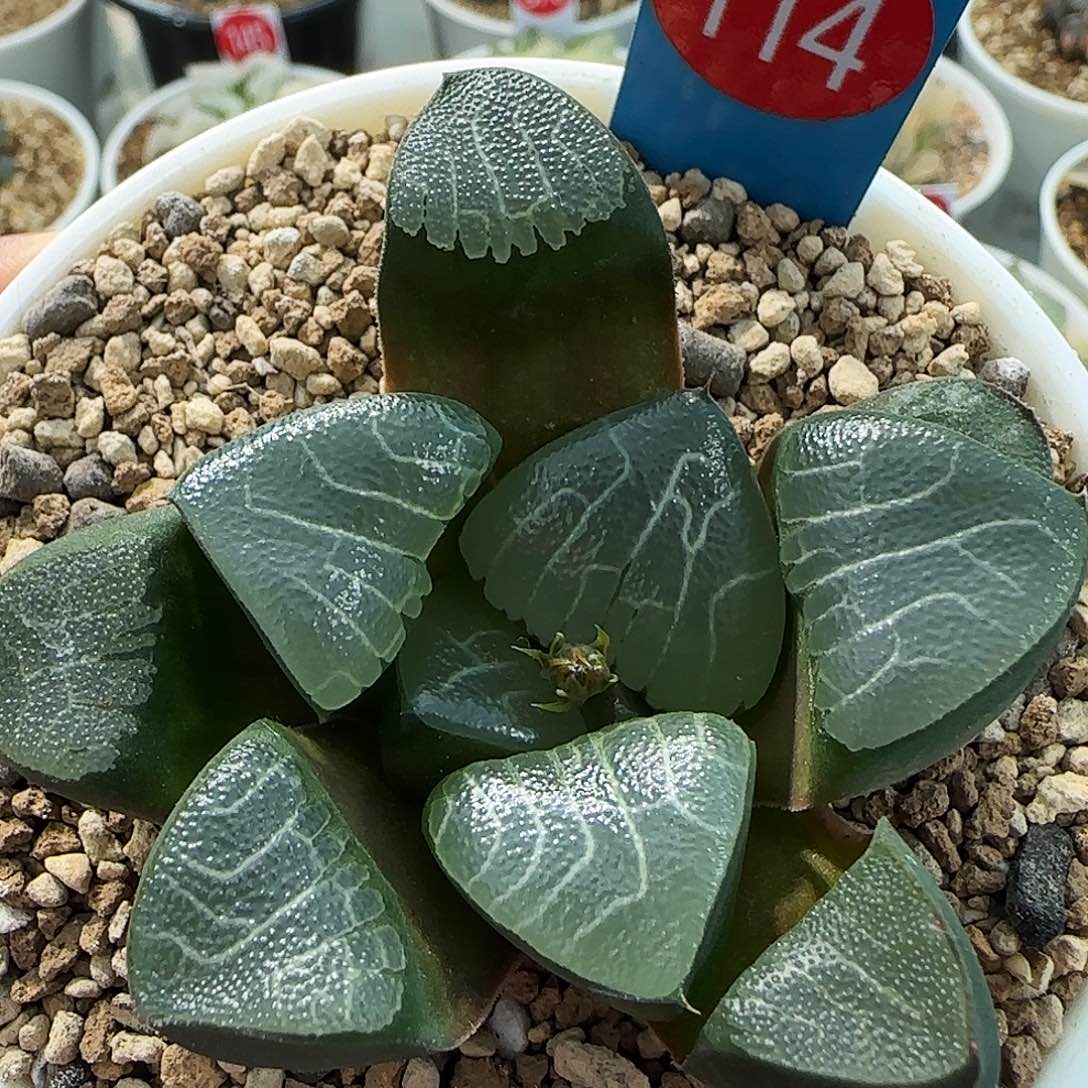 114号实生克一物一拍带盆土