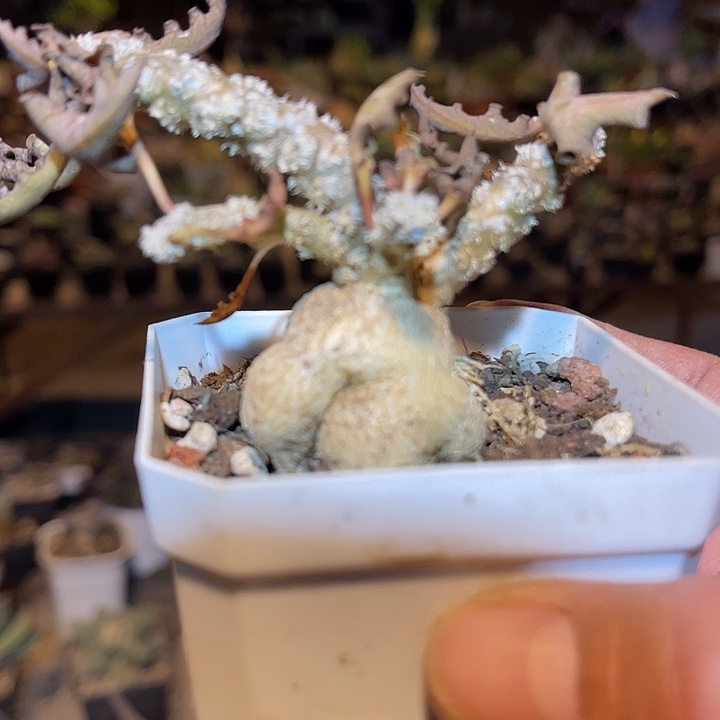 满38包邮2天凑单，脱土晾根发货多肉植物