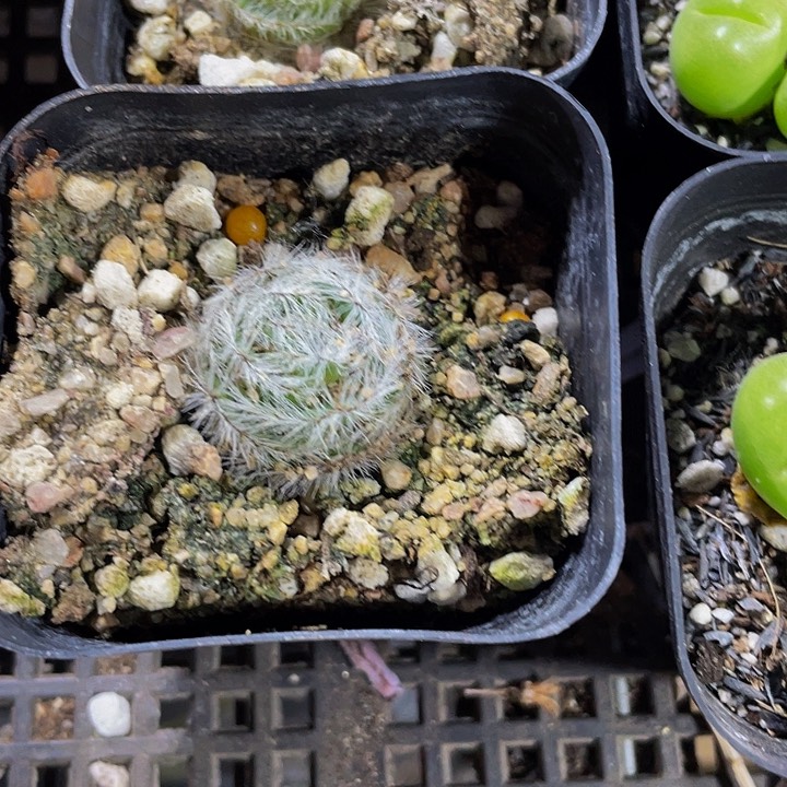 月光宝盒带哦土发货