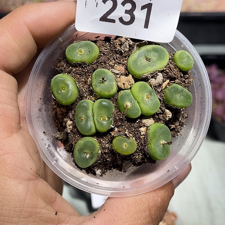当天凑满十八元包邮生石花