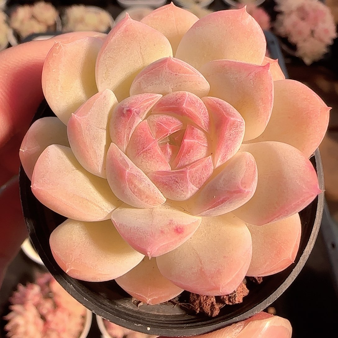 多肉1127-118白桃汽水