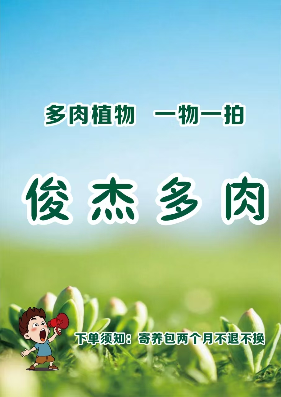 俊杰多肉植物一物一拍二号链接