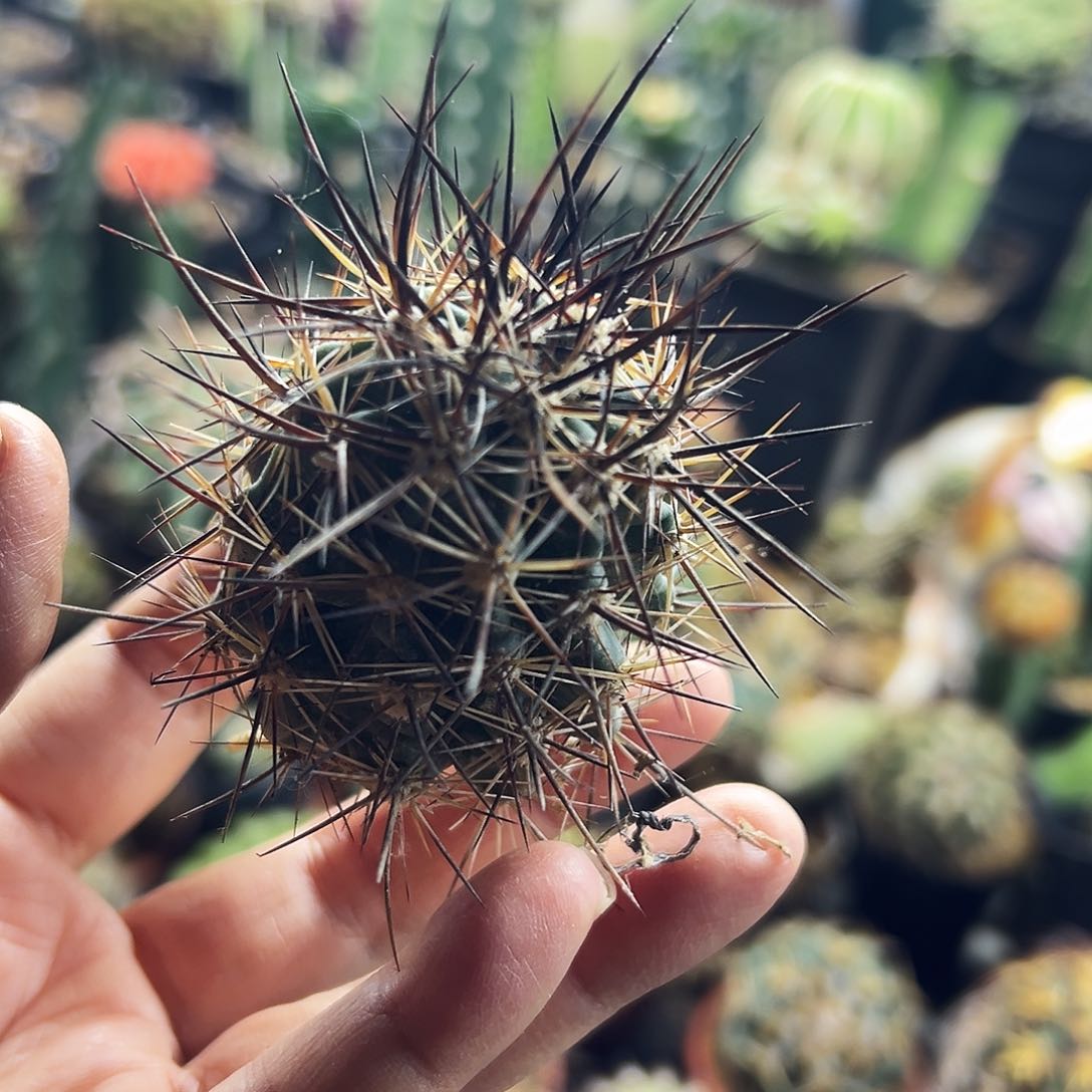 林氏幻虾仙人球1111111111