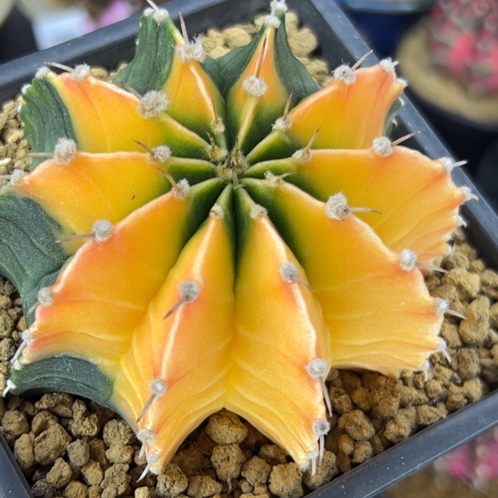 泰国米哈仙人球13