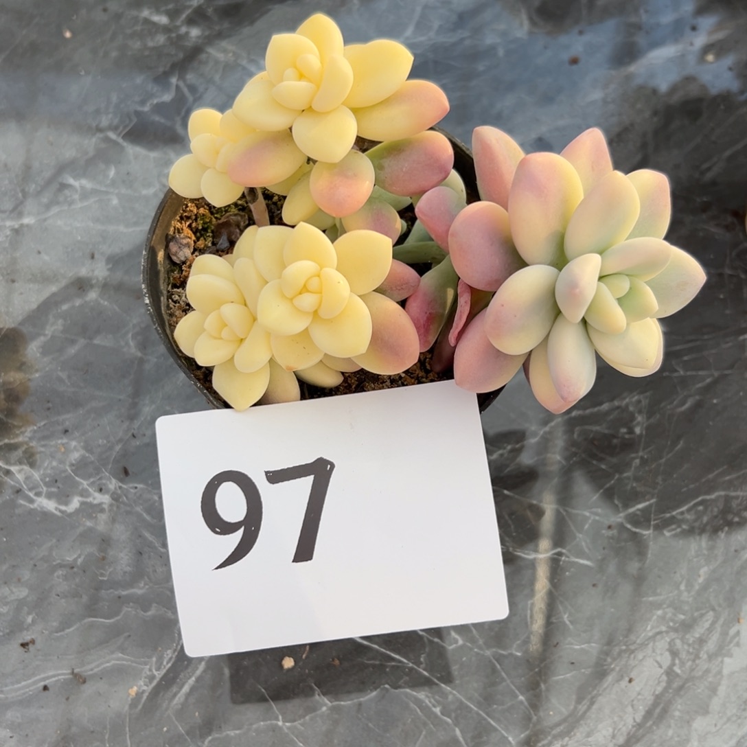 唯***e97、公司更很喜欢很喜欢吃