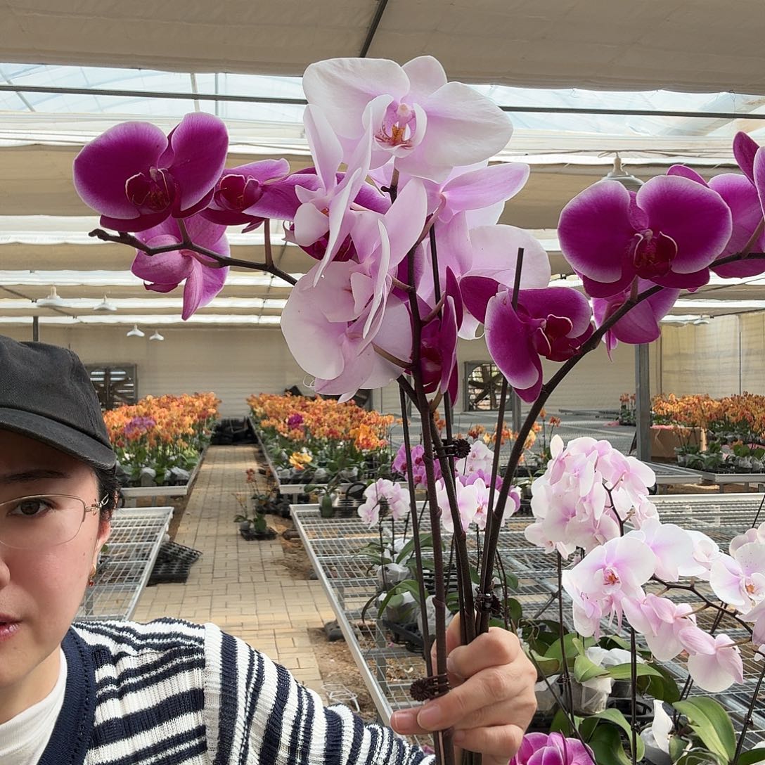 一***了完全开放比勒托尼亚2颗，阿尔提亚1颗