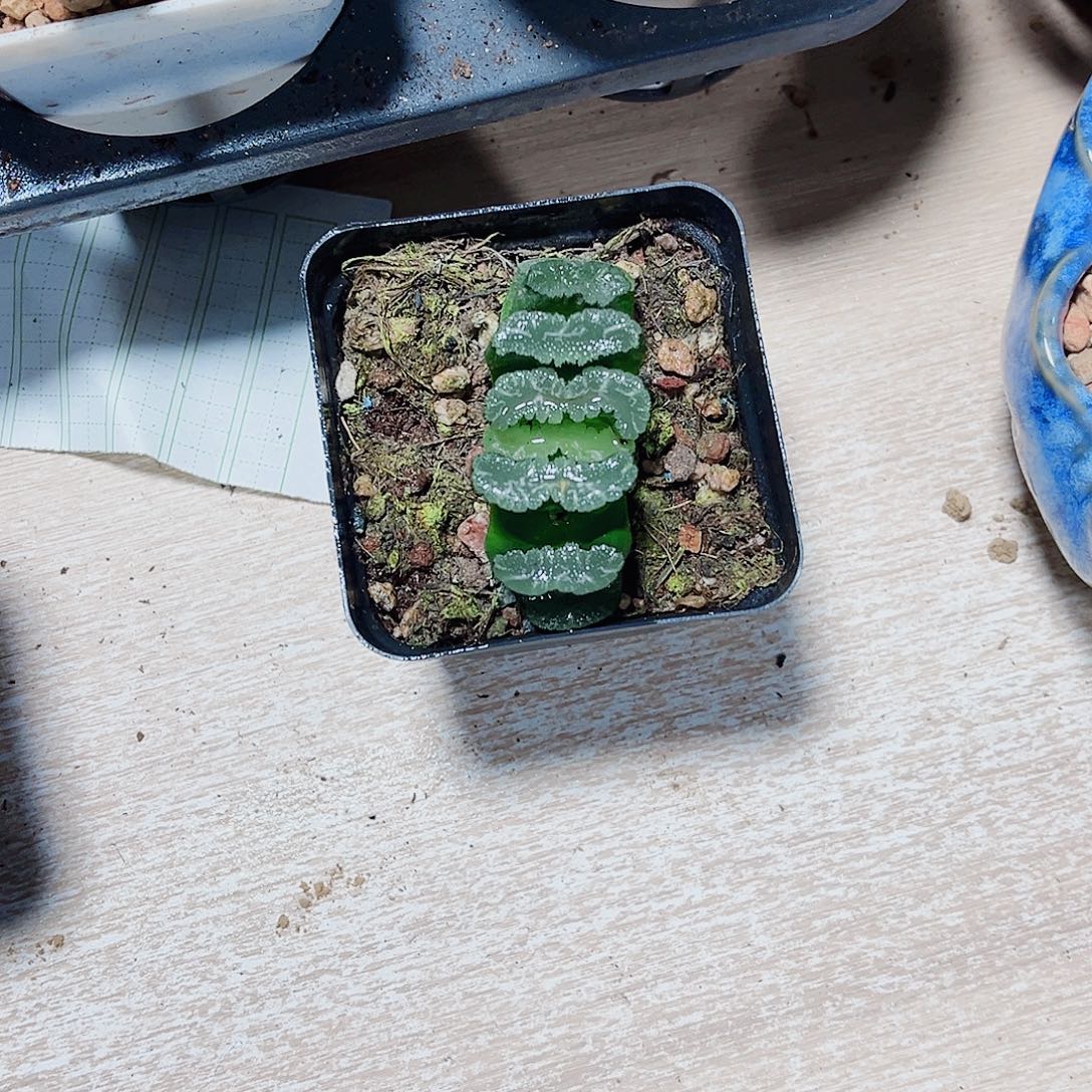 特价处理玉扇系列