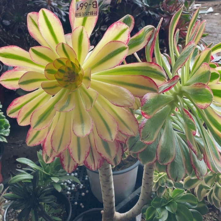 661围巾多肉12345678