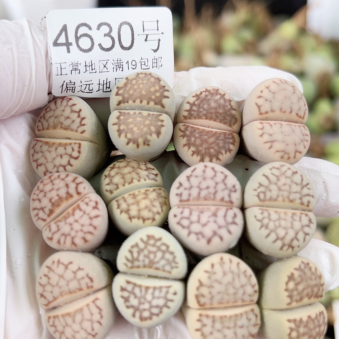 4630 好养易活生石花大母本12个