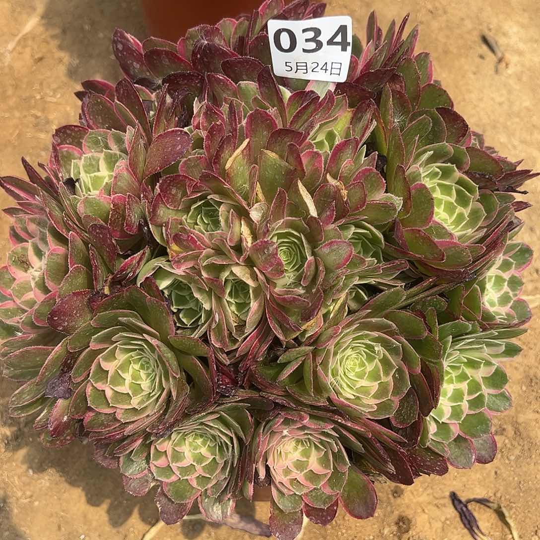 5.24-34孔雀翎多肉植物2