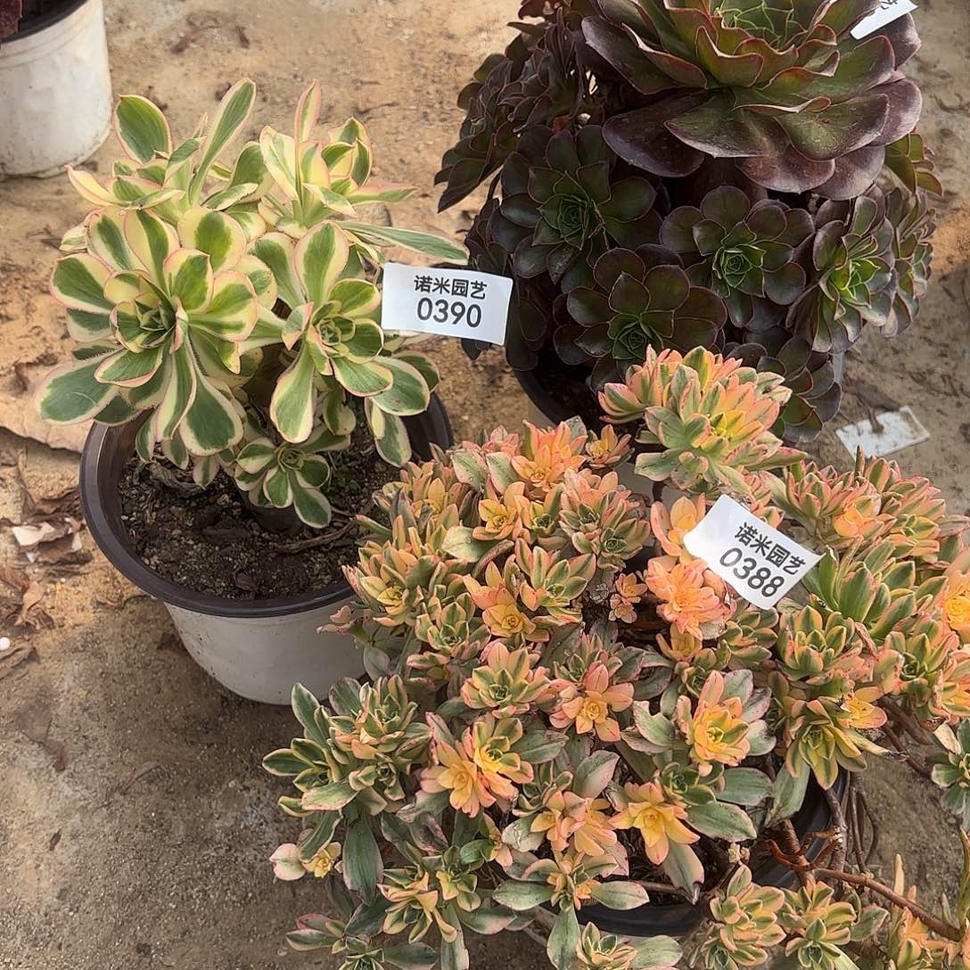 魅金甜茶燕子锦多肉植物388-89-90