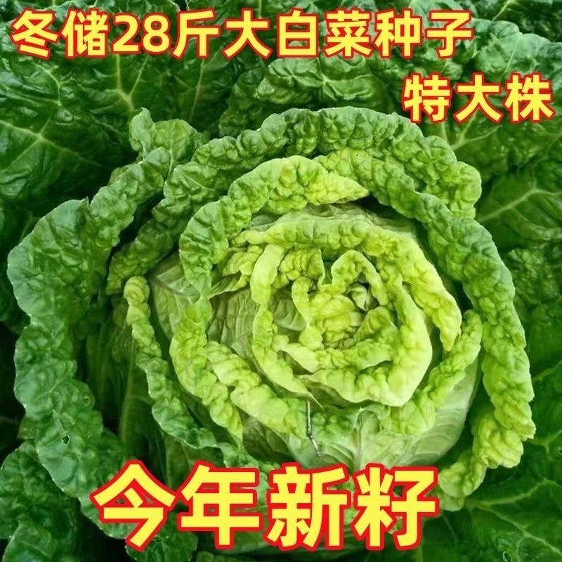 冬储28斤大白菜种子东北冬储大白菜腌菜白菜种子黄白心四季半包心
