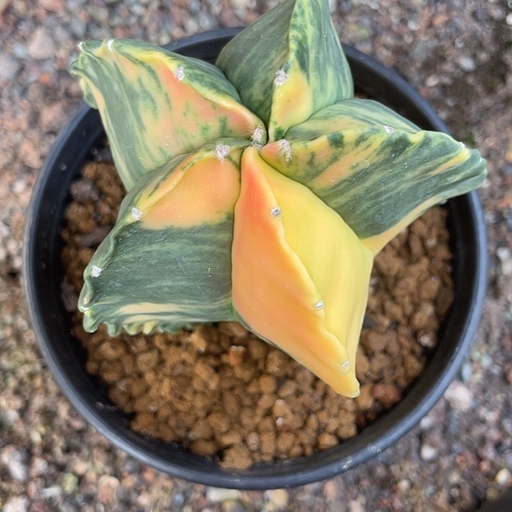 白***云实生根鸾凤玉锦仙人球一物一拍