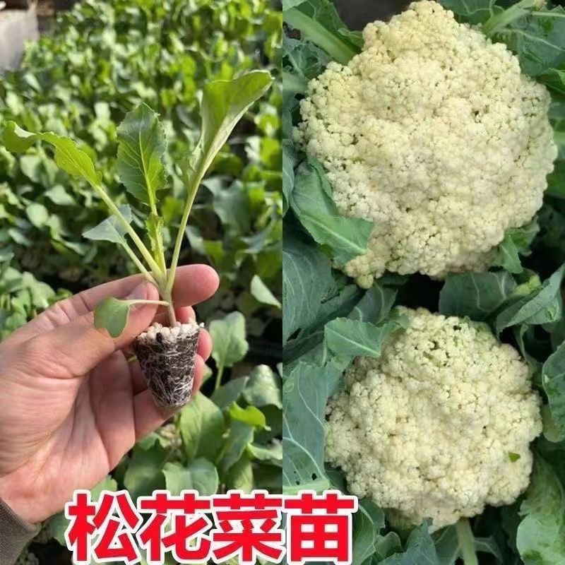 正宗有机花菜秧苗松花菜优质蔬菜秧苗基地带土发货阳台庭院易种活
