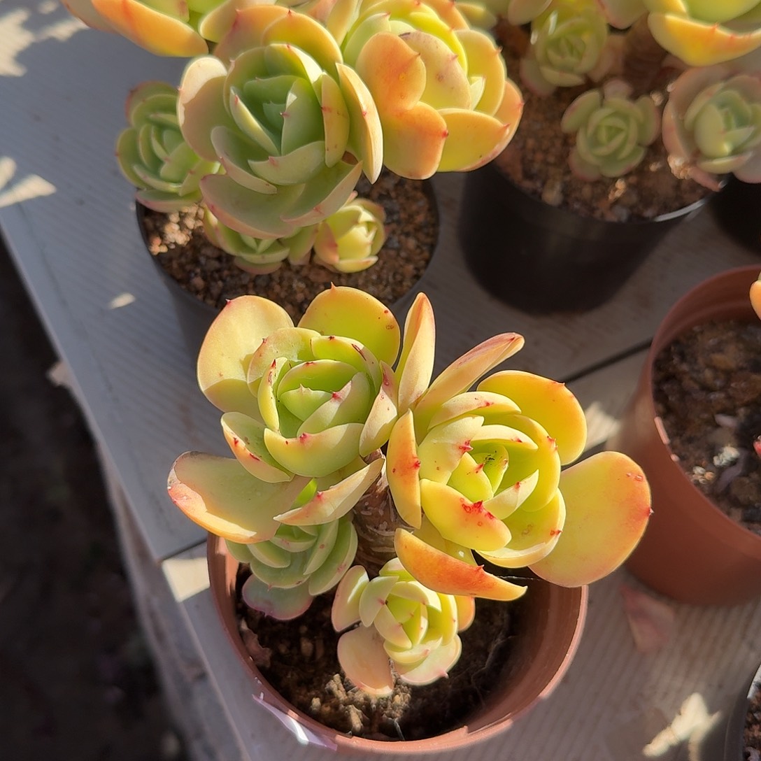 思***乡鸡蛋碧桃多肉植物两颗