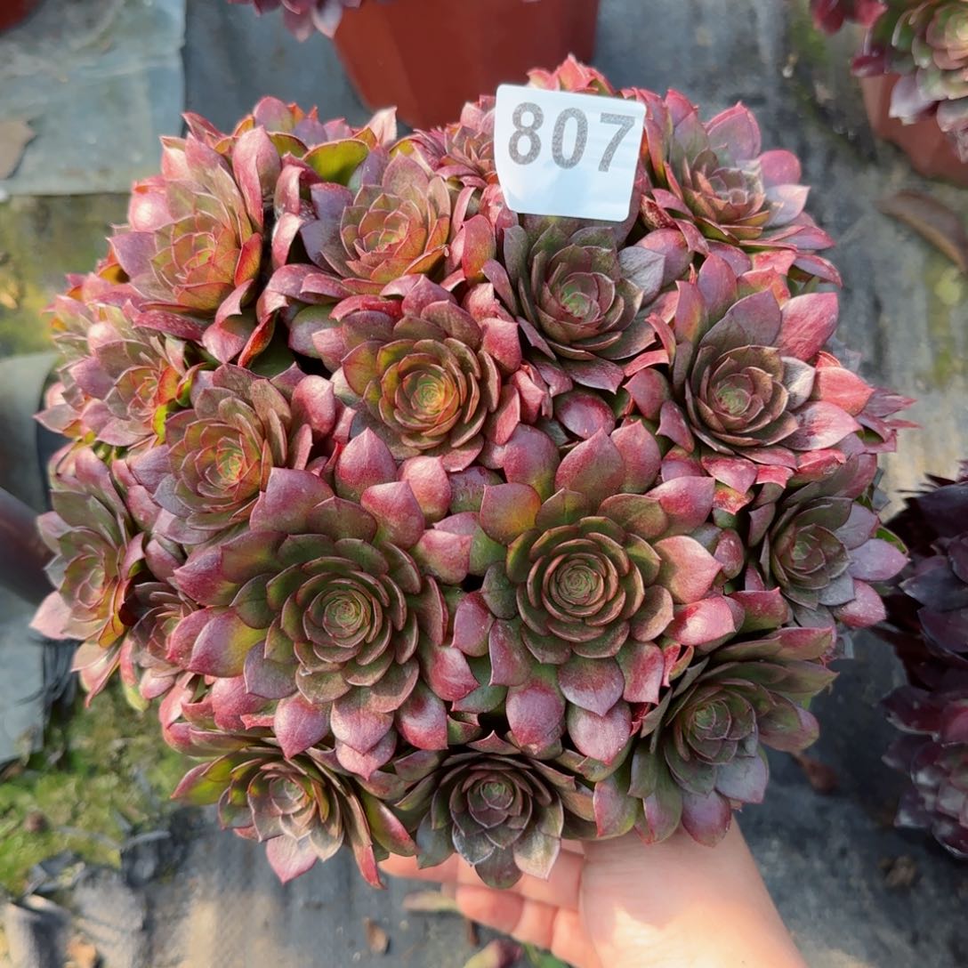 807多肉植物若桃