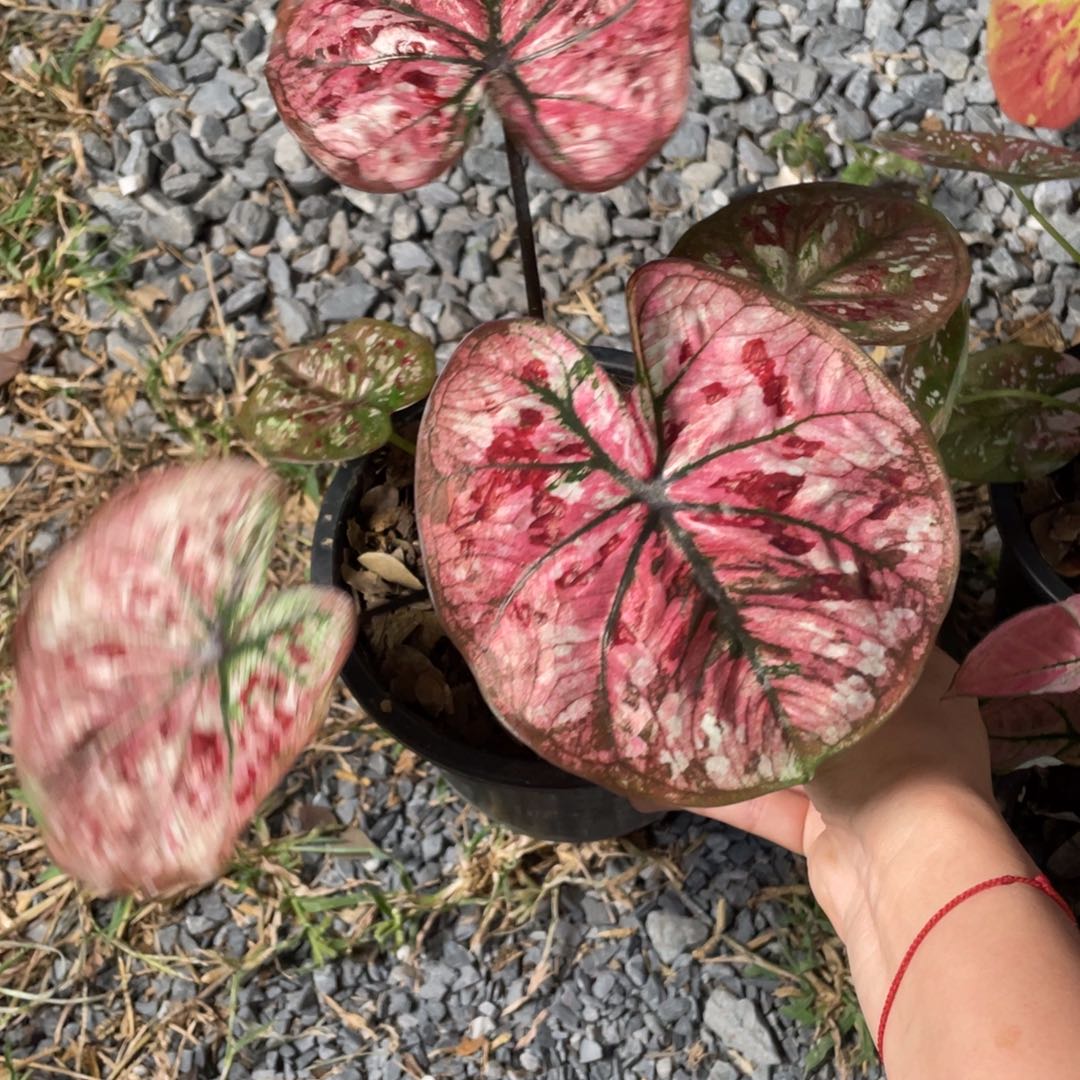 无花朵D300新品八宝粥