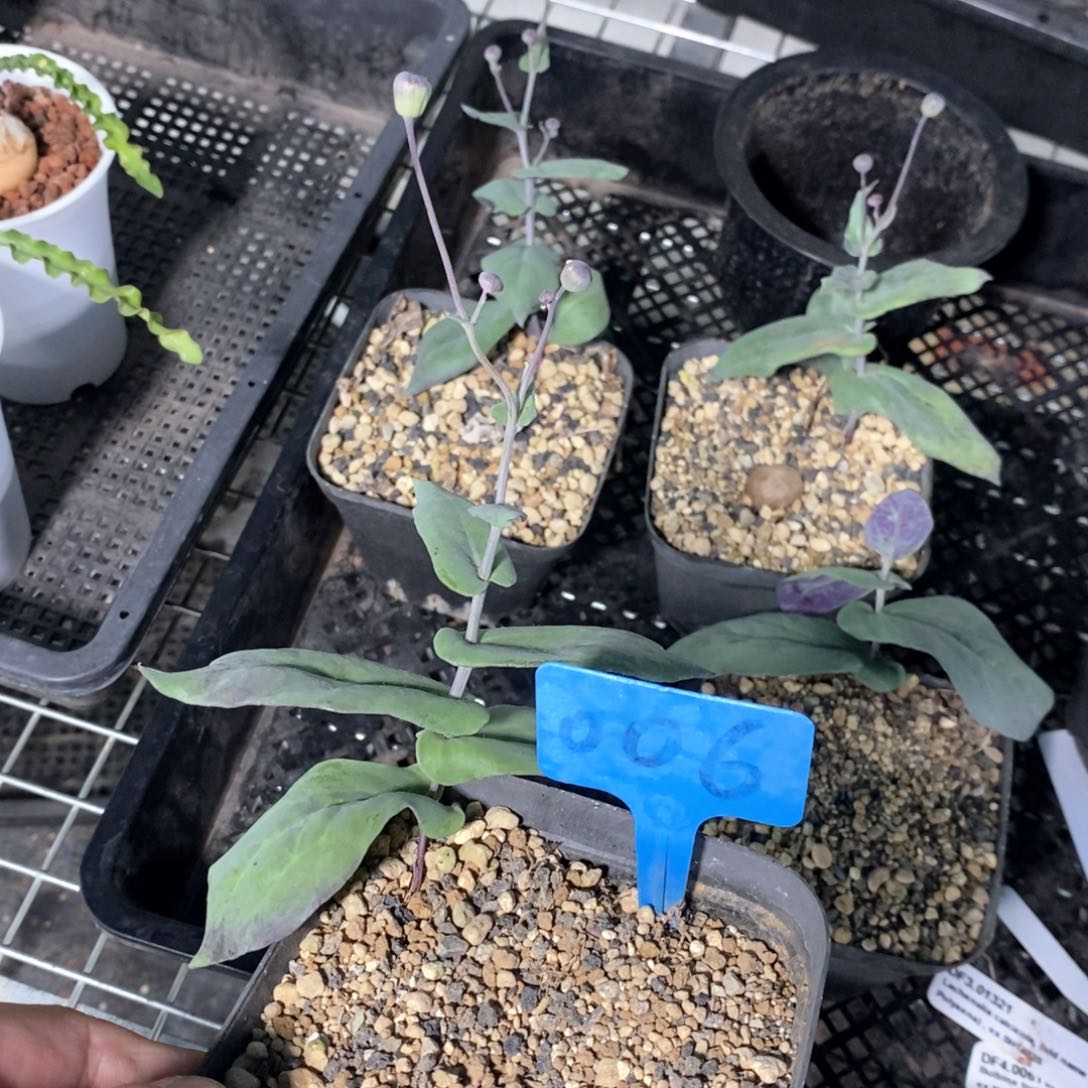 大碗厚敦菊多肉植物