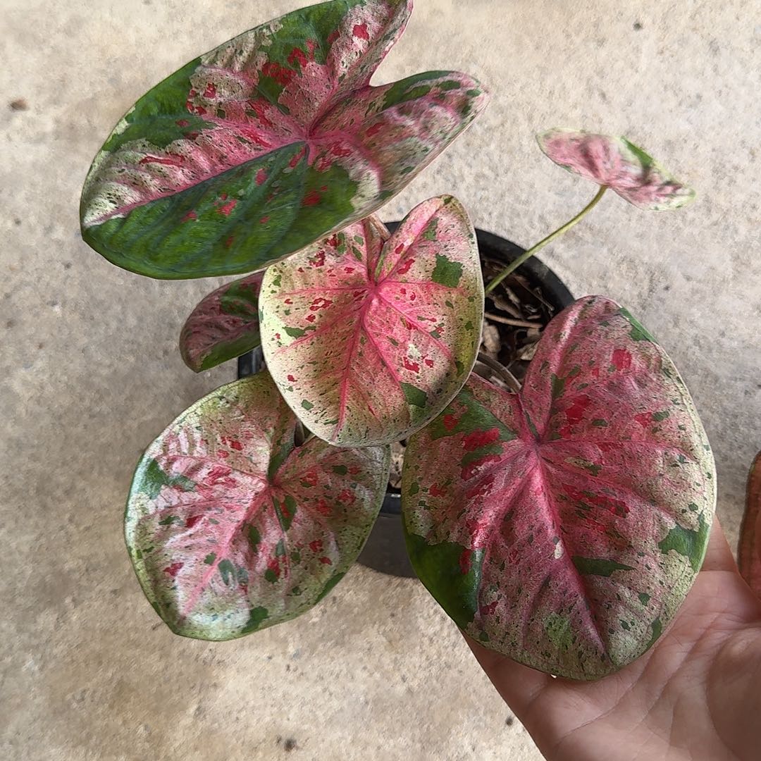 完全开放D028心肝袋装