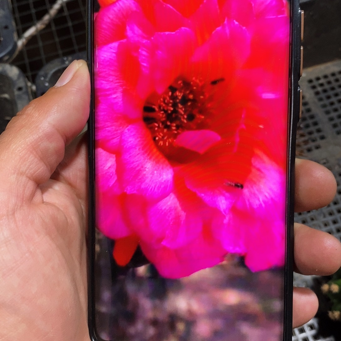 毛 美丽的黎明/侧芽歪20包邮/5–6公分