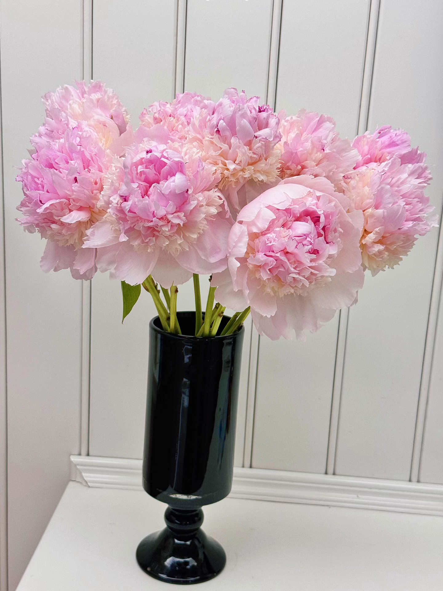 【天使的脸颊芍药链接】山东芍药产地直发 | 新鲜采摘