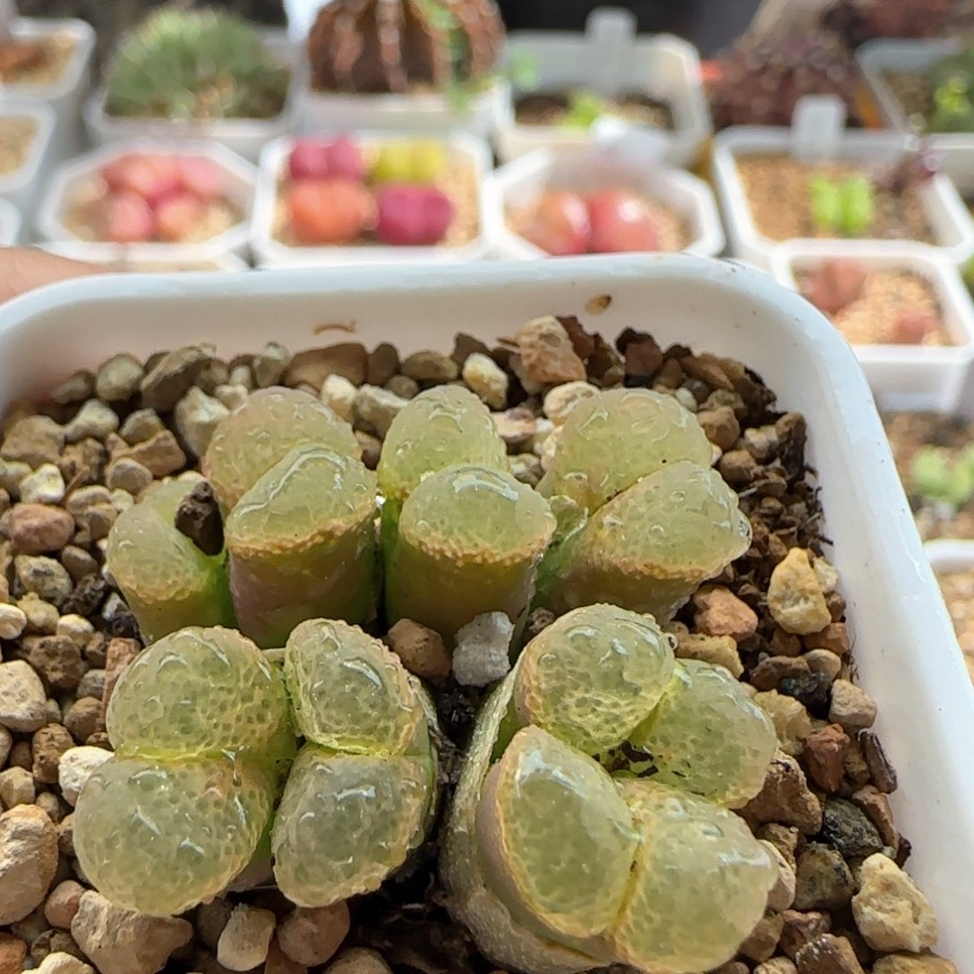 4564 大白多肉植物园