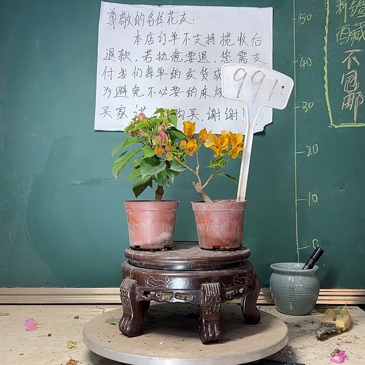 当前无花栽培后可以开花柠檬黄掌中宝 红粉佳人掌中宝991