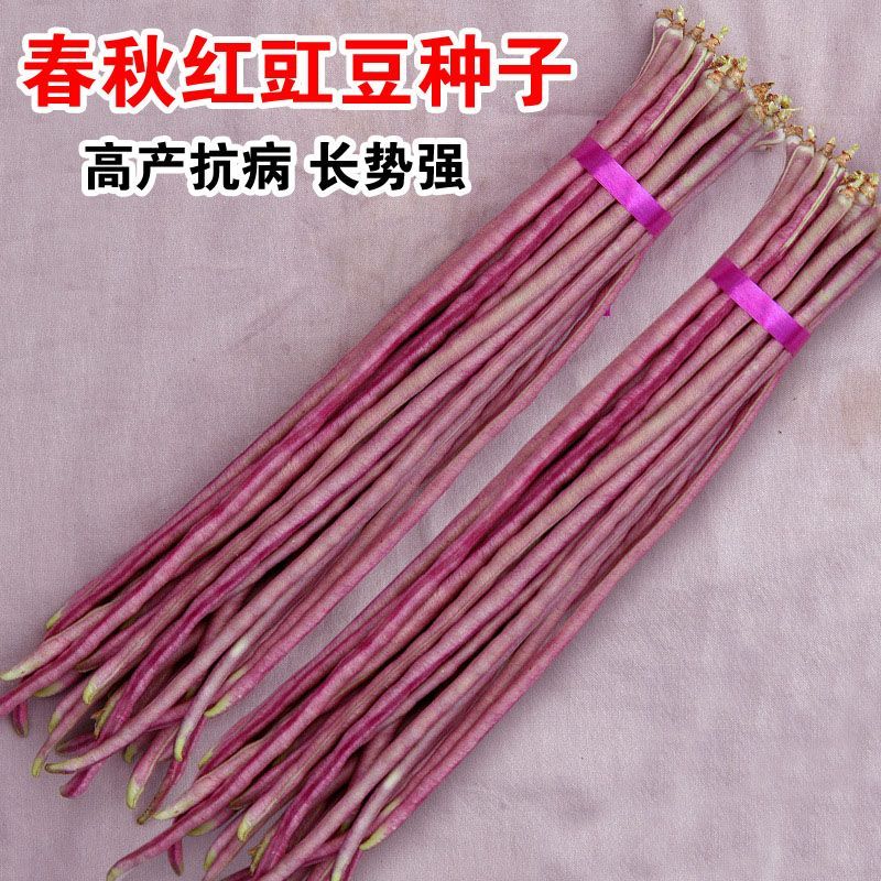 【全店拼满5包包邮】春秋红豇豆种籽特长紫红豆角种孑高产早熟
