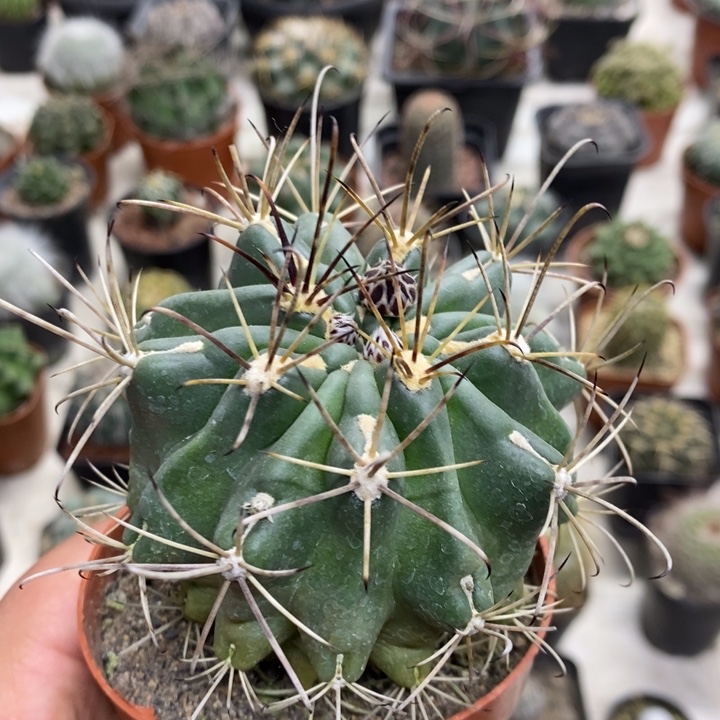 然***然实生黑罗莎特价福利