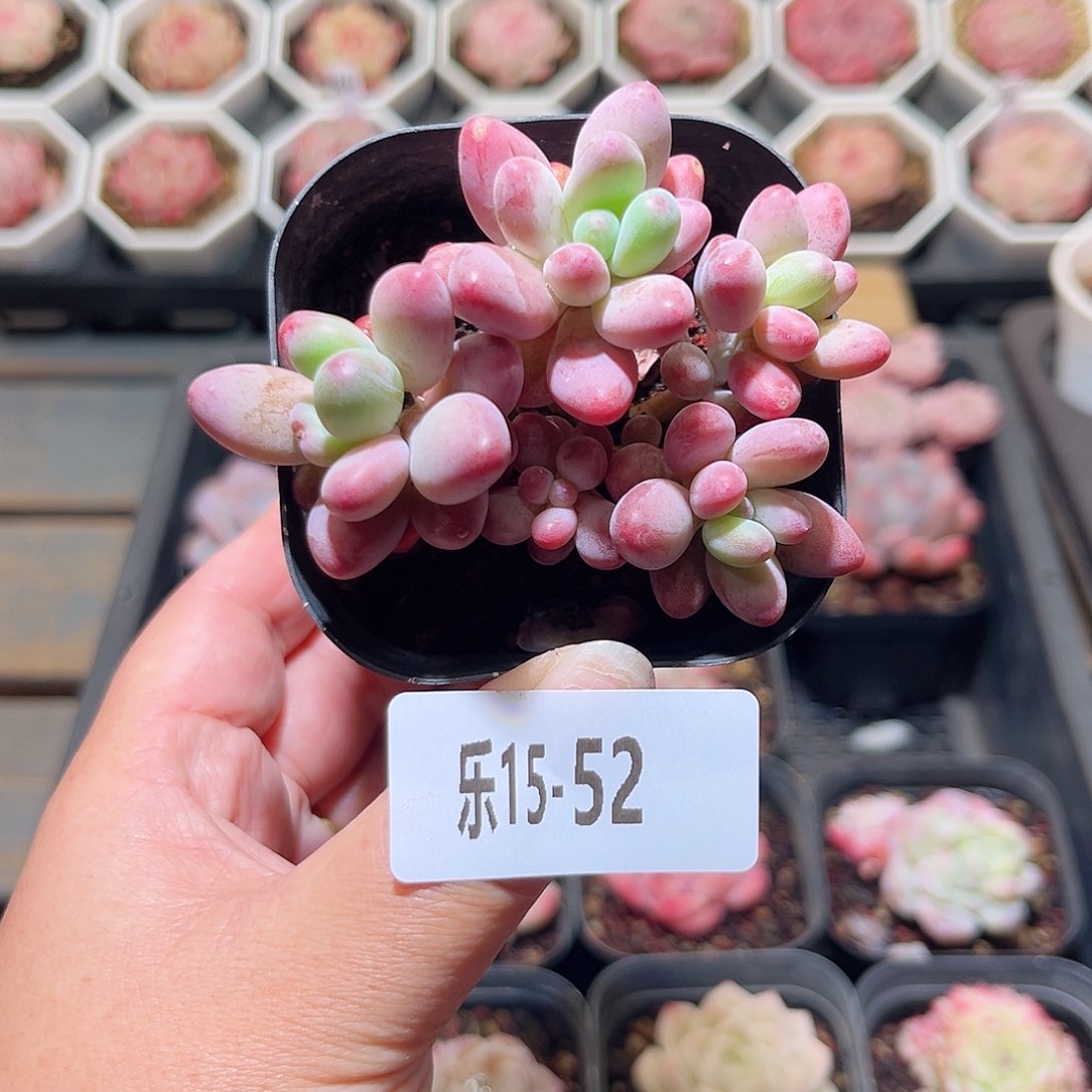 乐15-52 苹果奶群 