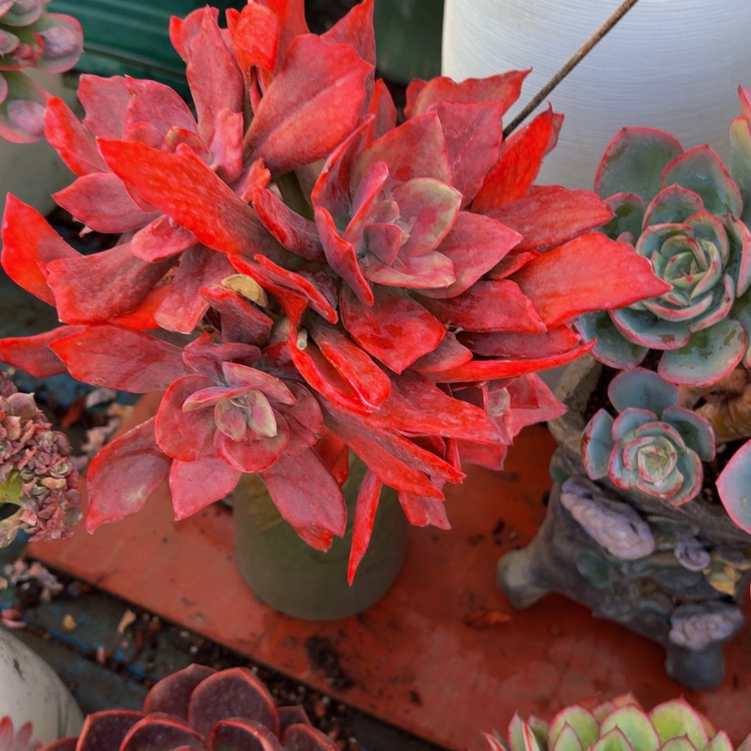 冷***3老桩精品肉肉钻石锦