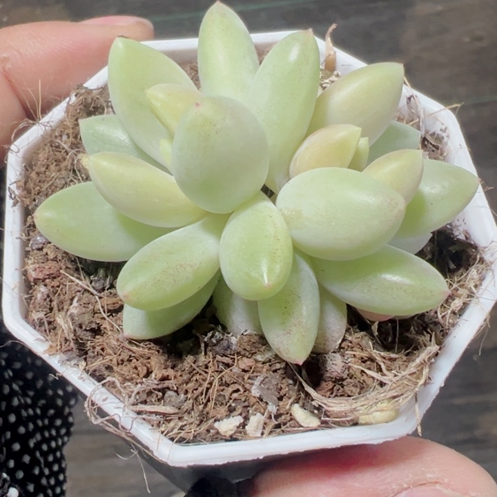 橙色奇迹精品多肉植物