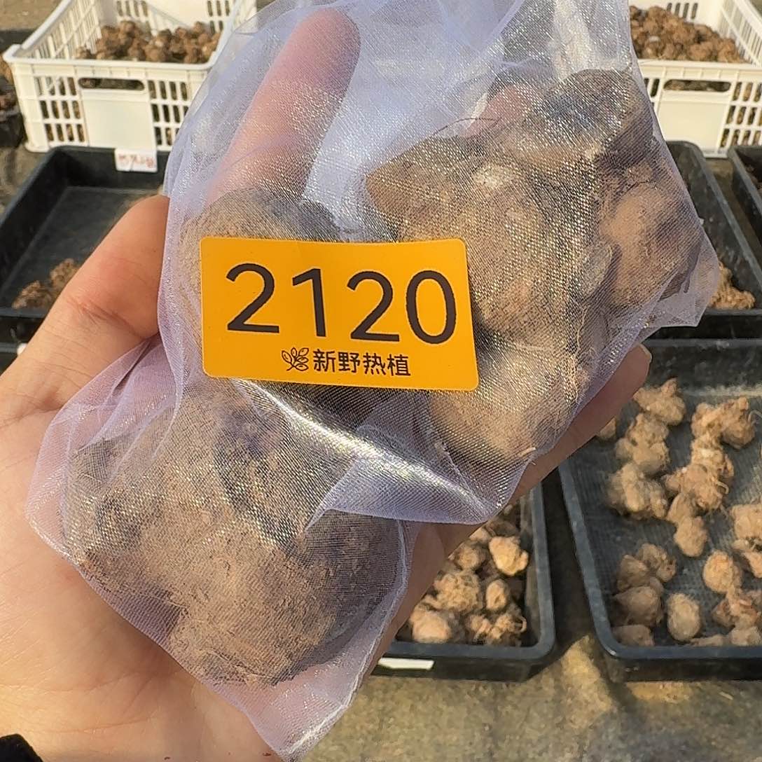 完全开放2120胡椒，和声，热辣小姐