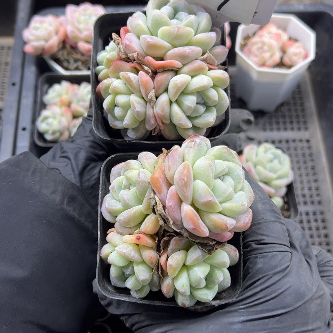 红陶༺****617号多肉植物