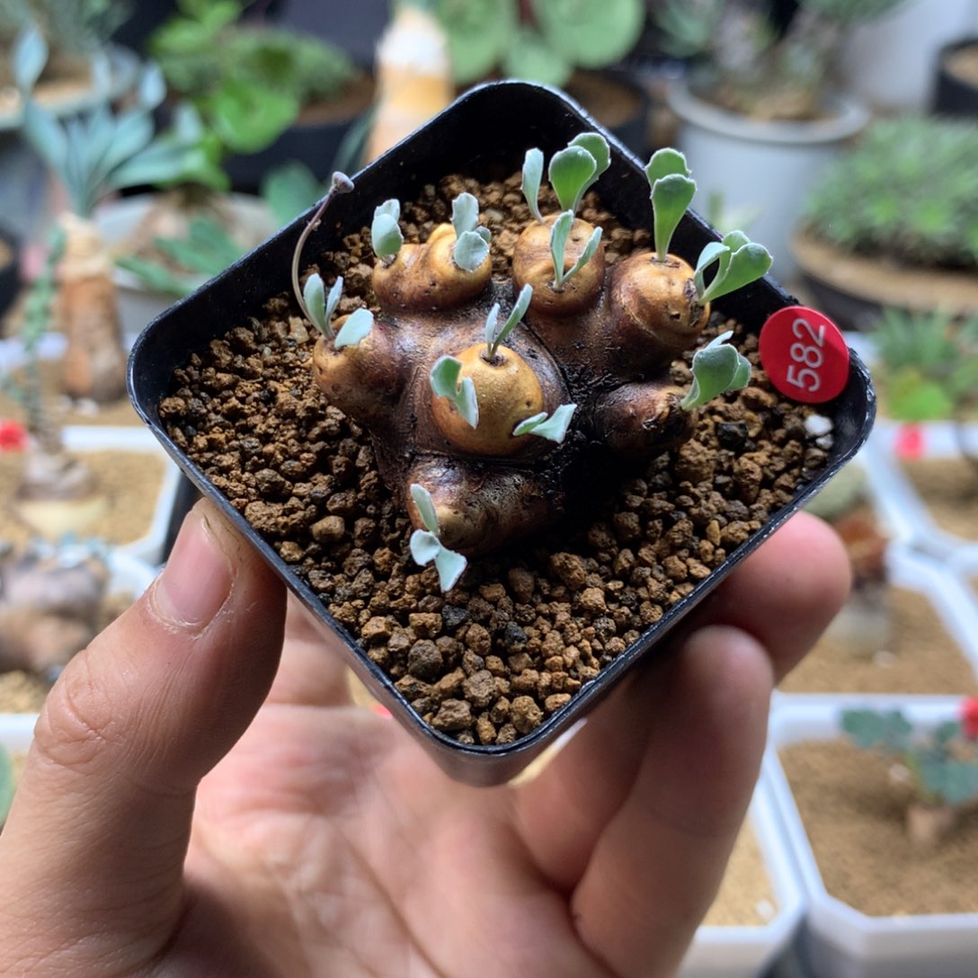 产地格加厚敦菊母本多肉带盆582