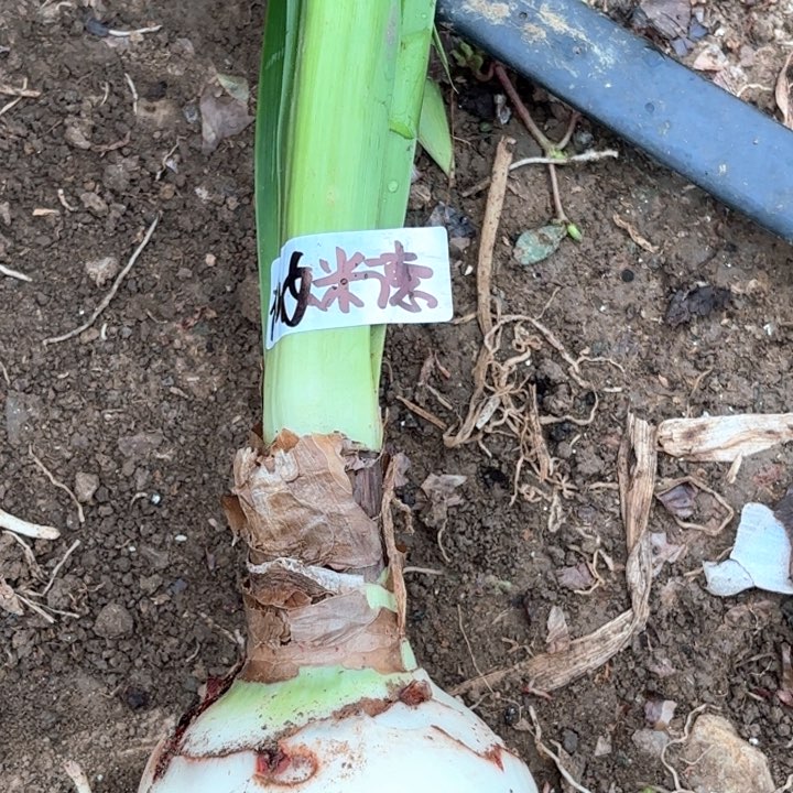 无花朵仙女米德包对版
