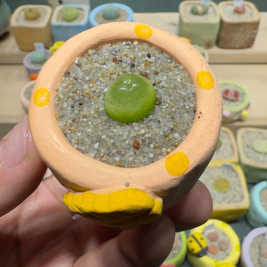 红陶蘑菇1194拉登