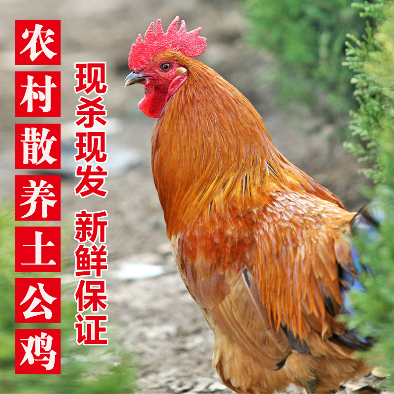 【2只】农家散养大公鸡 净重6斤  新鲜现杀 坏单包赔
