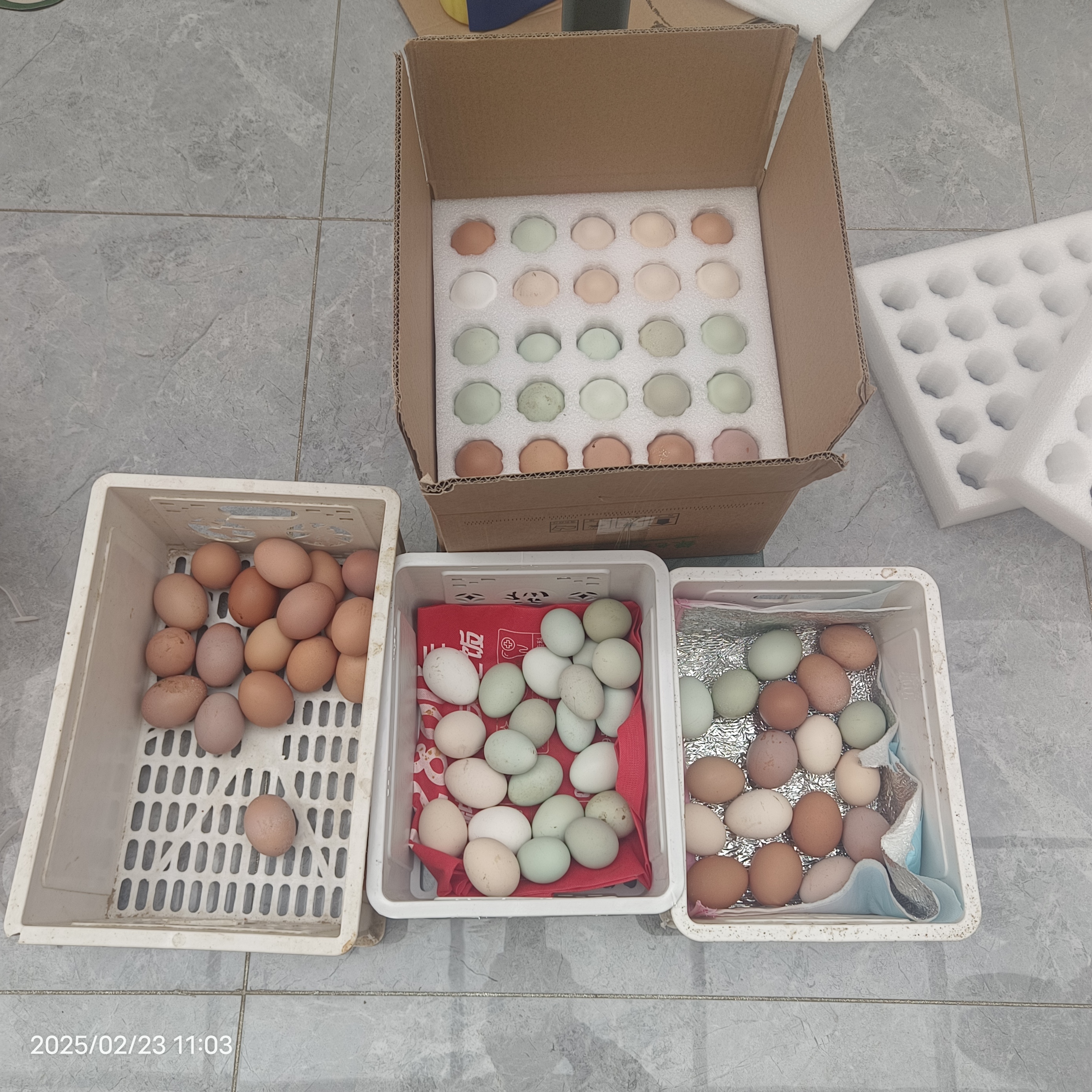 农村土鸡蛋-绿皮+粉皮+红皮混装，预售每周一发货，收到货放保鲜