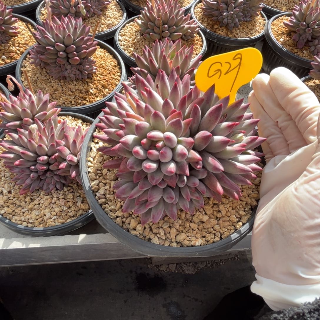 g29虞美人群生无砍的