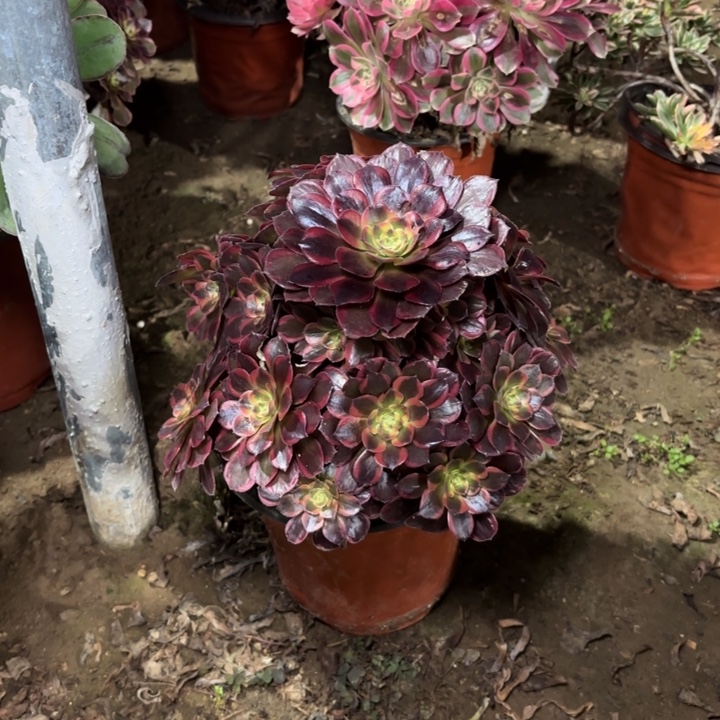 蓝***情多肉植物法师水果糖