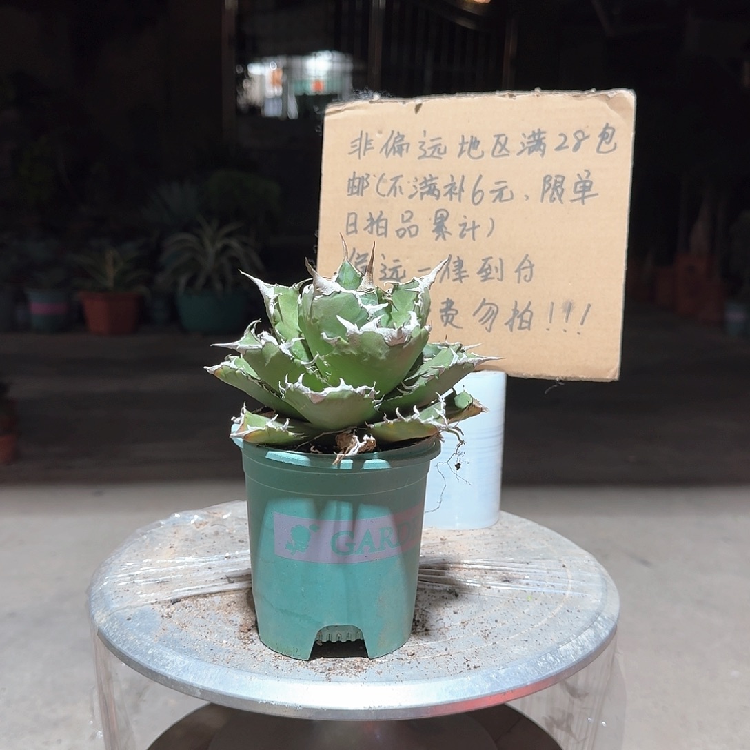 完全开放夕映仁王冠龙舌兰