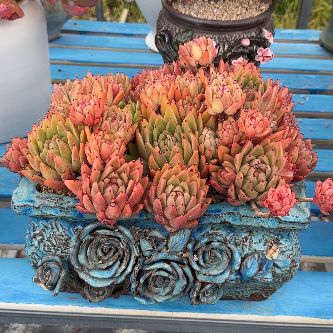 一物一拍，米兰达群