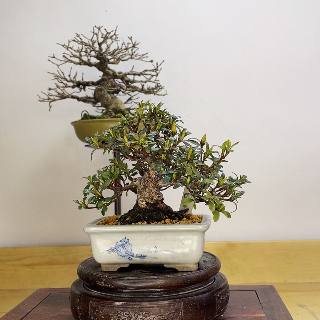 木本矮霸杜鹃日之丸盆栽