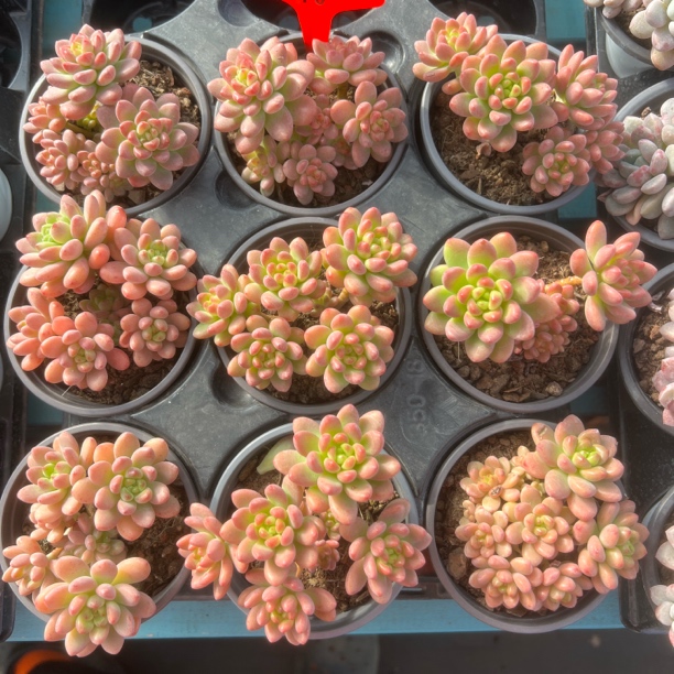 香格里拉群生90杯旺财多肉