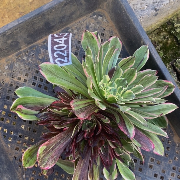 22043号锦鲤花脸无根法师